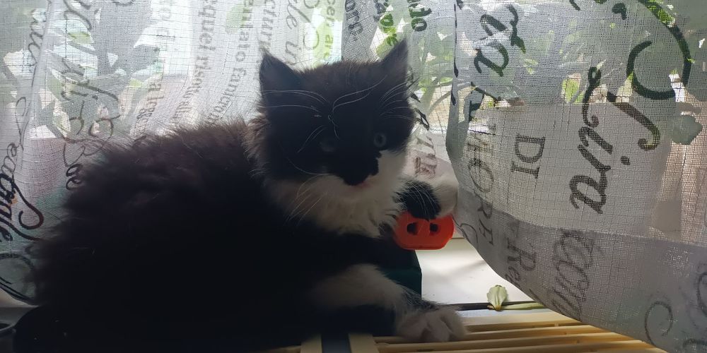 Отдам Котенка в хорошие руки