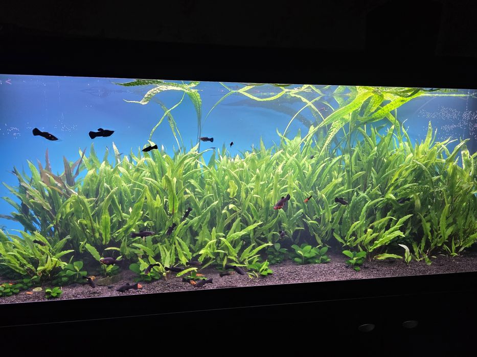 Акваріумні рослини "Криптокарина"