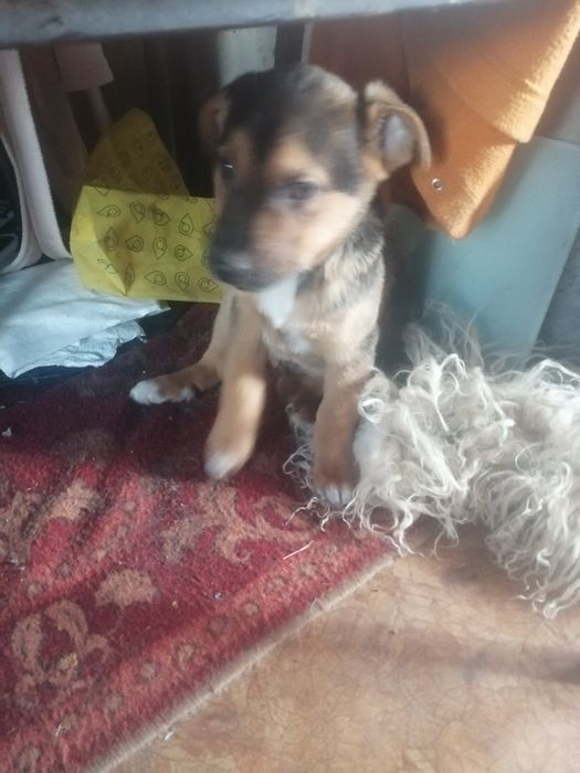 Отдам привезенных щенков