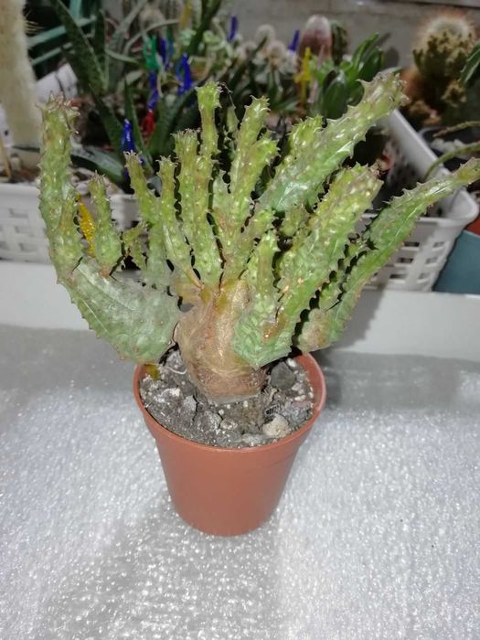 Набор из 3-х суккулентов