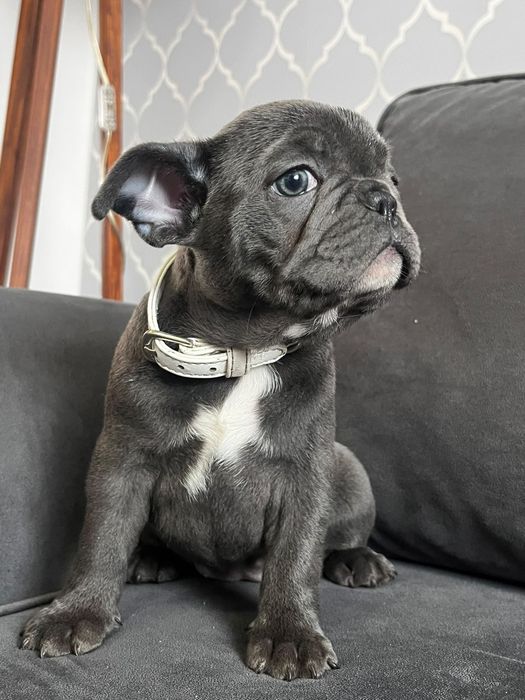 Szczeniak rasy Buldog francuski