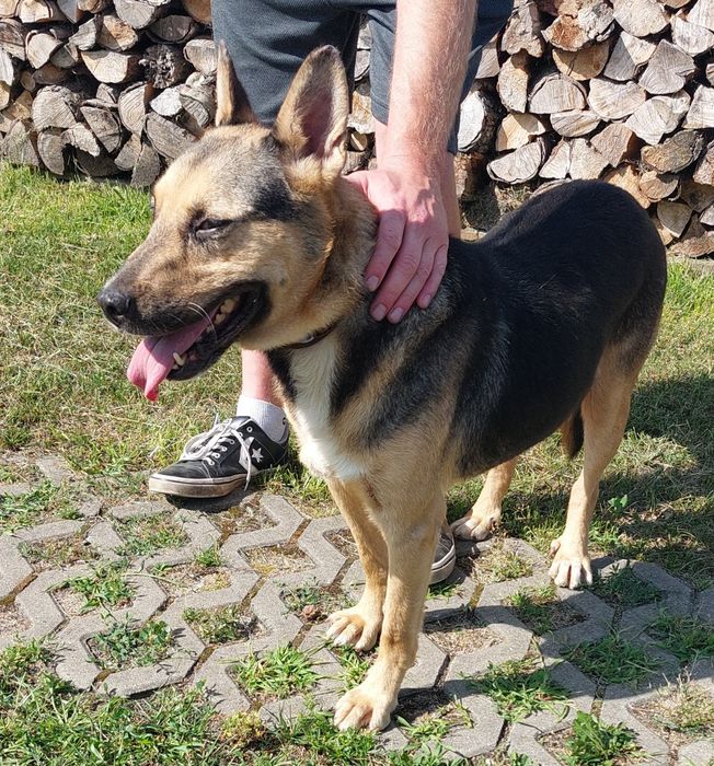 Hirek pies do adopcji