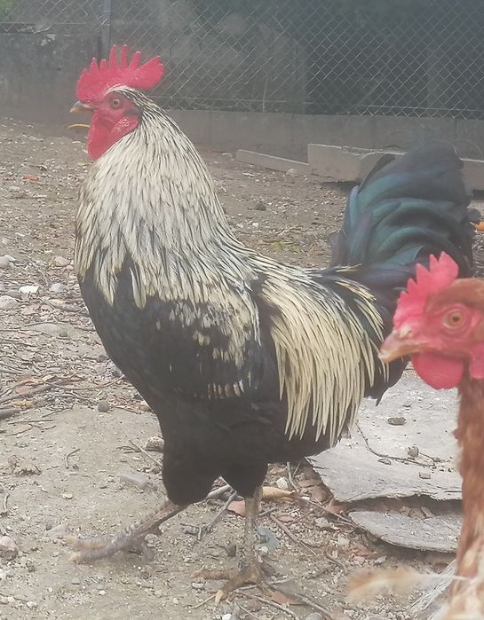 Phoenix X galinha preta