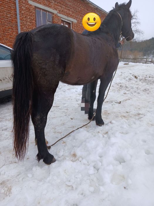 Продається кобила