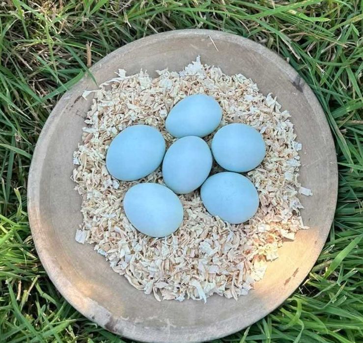 araucana ogoniasta jaja lęgowe