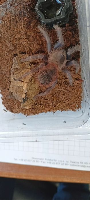 Lasiocyano sazimai, kolekcja ptaszników