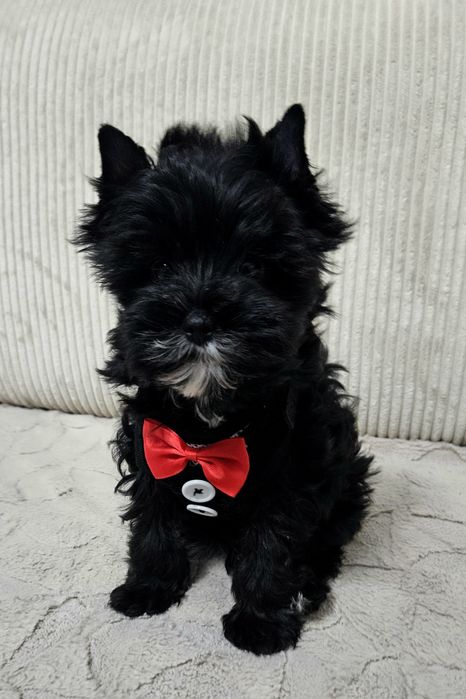 Cudowny Mega Piękny York Black - Cudo z Rodowodem.