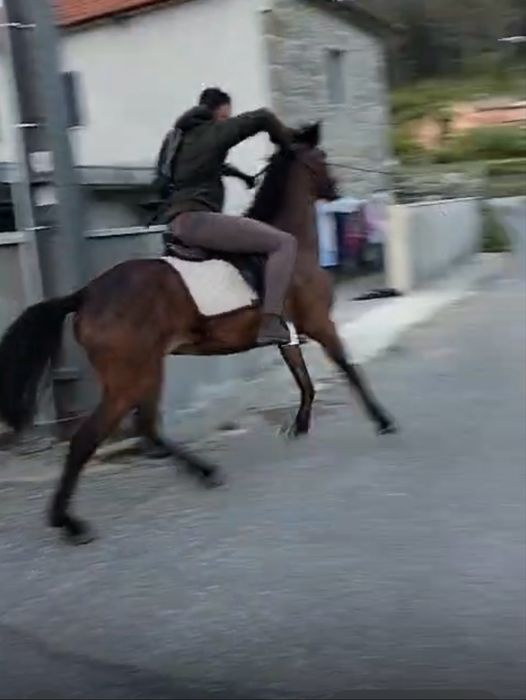 Cavalo de boa cabeça