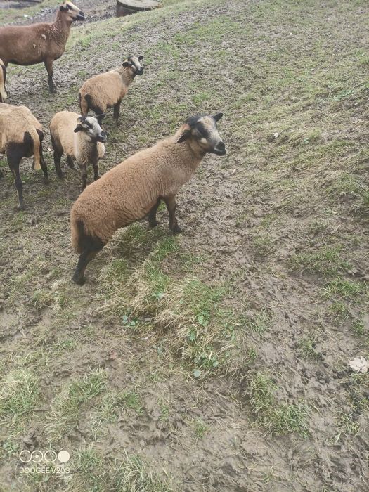 Barany Barbados Nolan