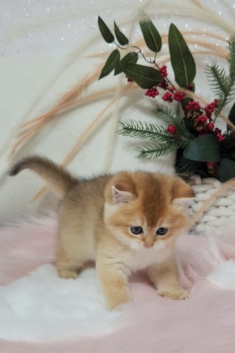 Шотландське кошеня