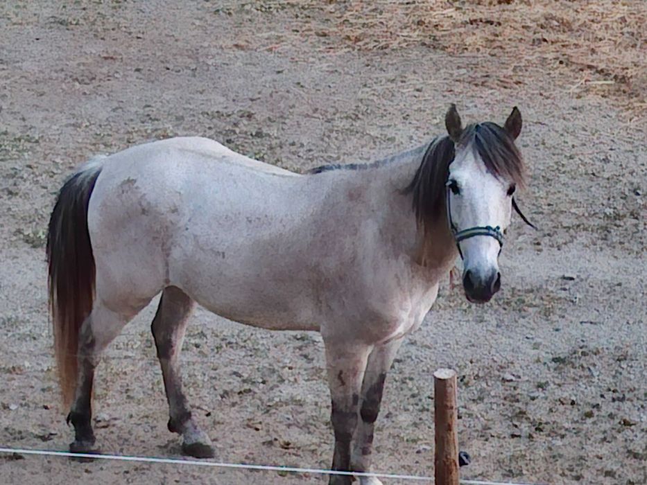 Cavalo cruzada lusitano/ sorraia