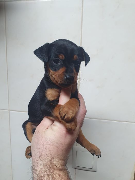 Pinscher miniatura femea
