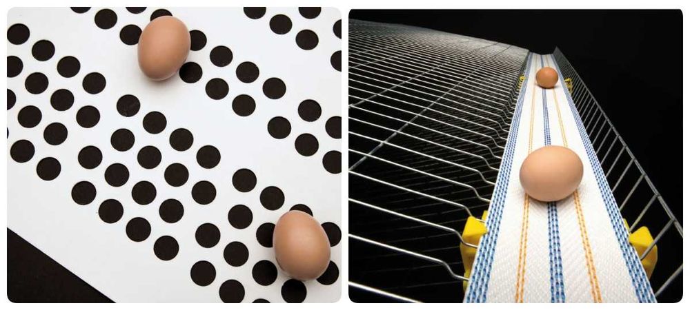 Стрічка яйцезбору в автоматичних гніздах та клітках утримання птиці