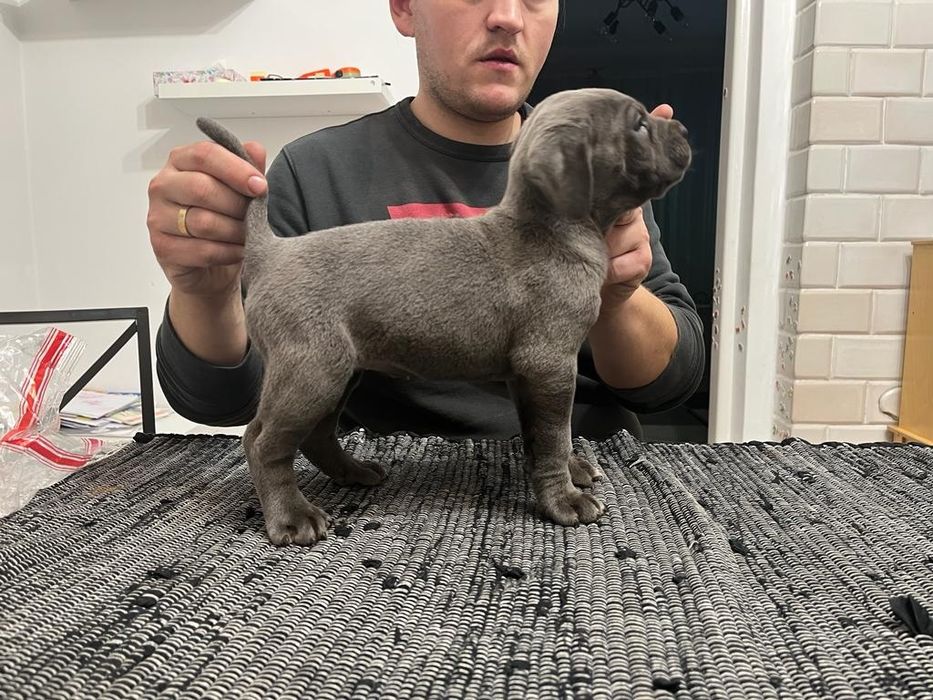 Cane Corso suczka