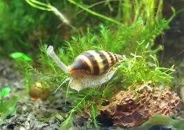 Улитки хелена.