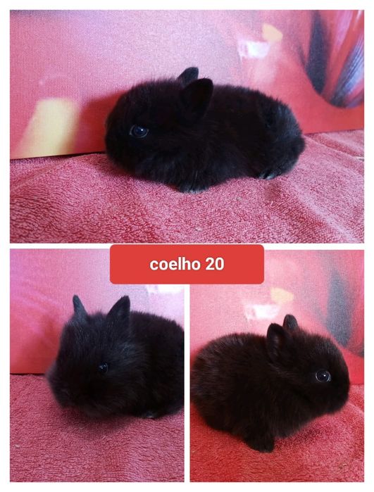 Entrega de coelhos anões no Entroncamento