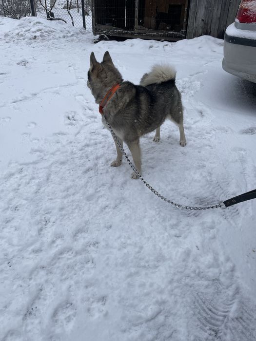 Продам лайку ЗСЛ