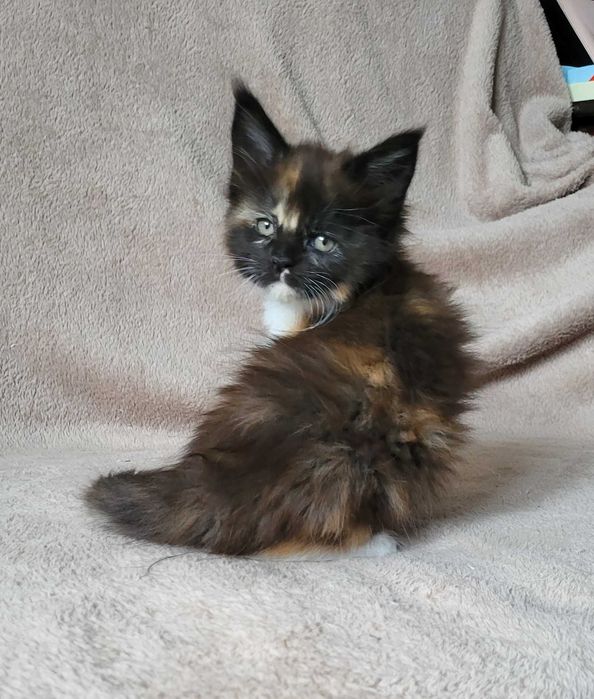 Kolorowa dziewczynka mco z rodowodem FPL