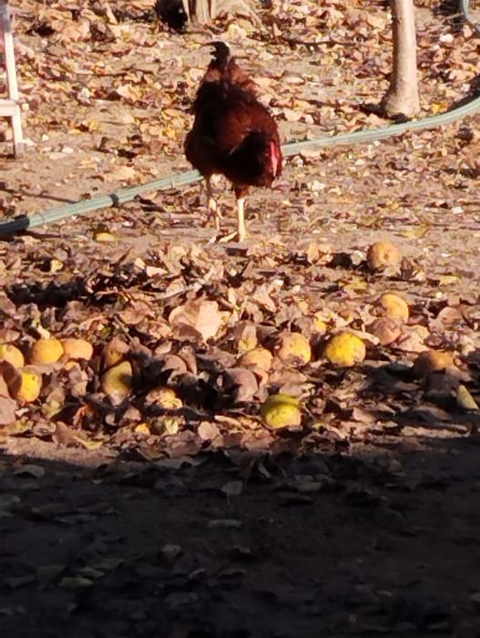 Rhode Island Red, Ovos Férteis.