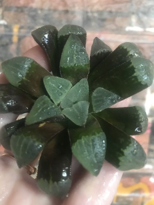 Кактуси. Сукуленти. Хавортія. Haworthia pygmaea v.major