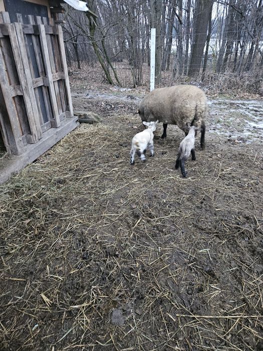 Sprzedam stado owiec