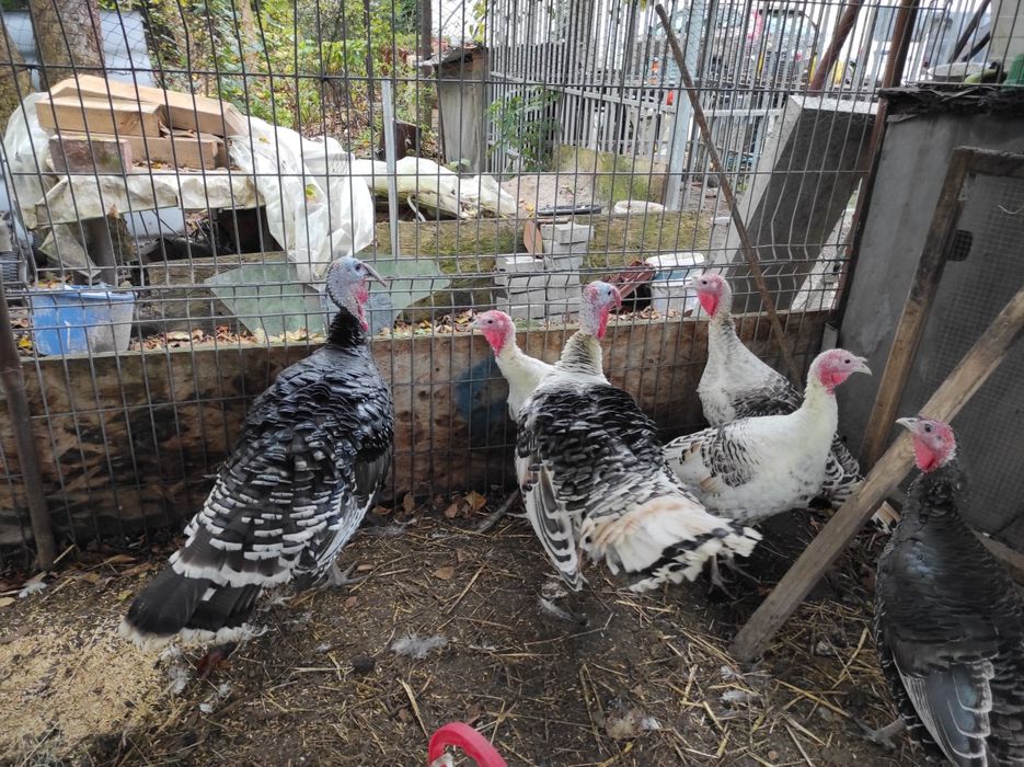 Sprzedam idory do chowu lub uboju