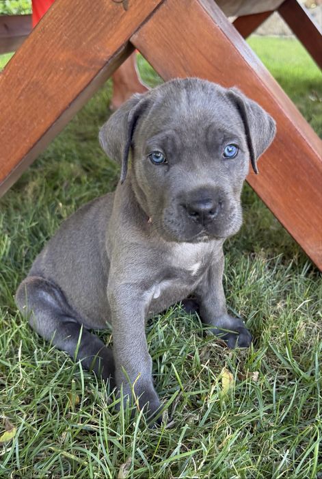 Cane Corso Italiano - Macho Cinzento
