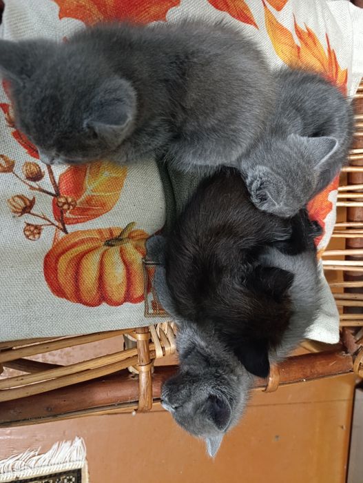 Віддам в добрі руки кошенят