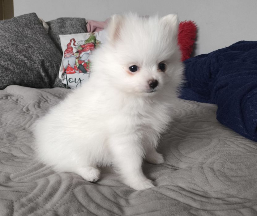 Szpic miniaturowy Pomeranian suczka