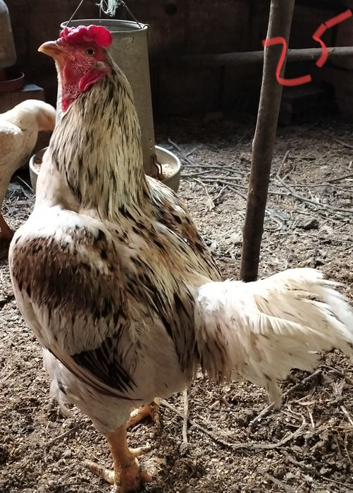 Aves de raça pura.