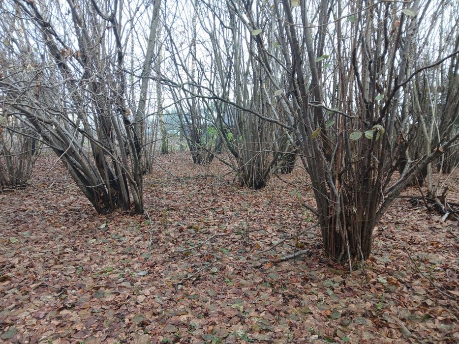 Drewno na opał leszczyny