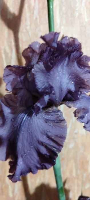Іриси садові сортові високі 35 грн