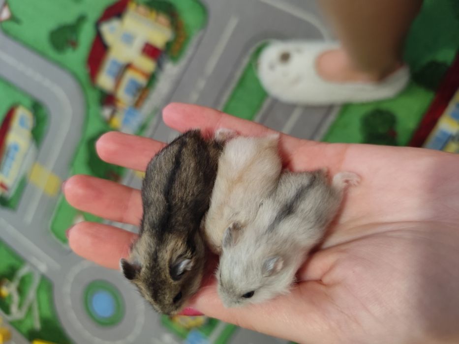 Джунгарские хомячки 1 месяц