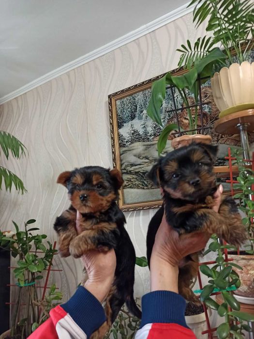 Маленькі цуценята