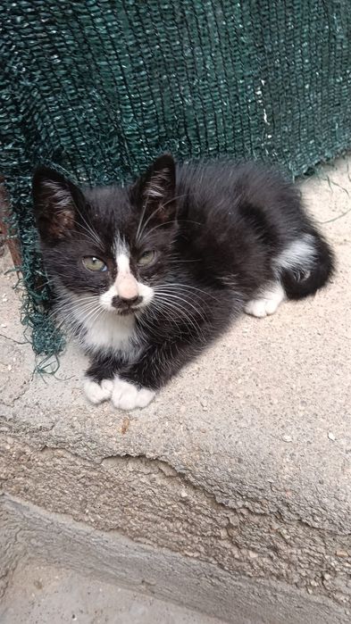 Gatinhos bebés para adoção