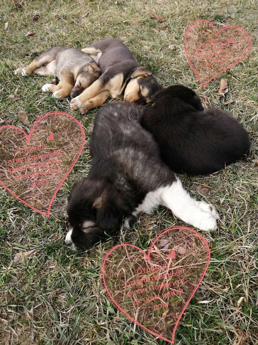 Щенки. 2 девочки. Дніпро