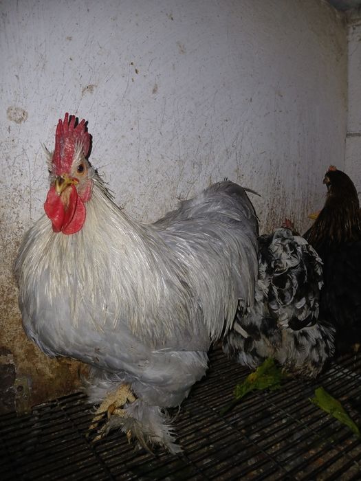 Ovos  de pekins para incubação
