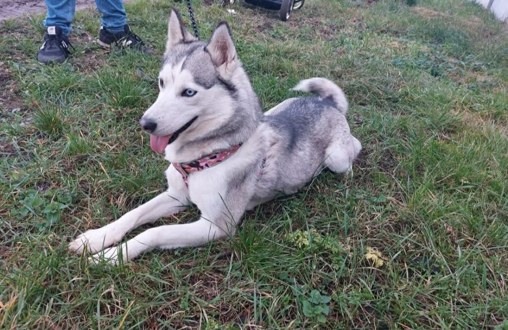 Sunia  Syberian Husky