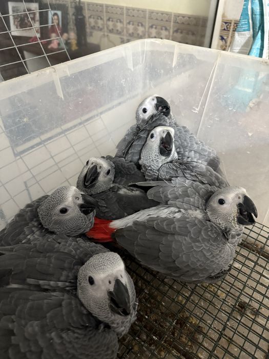 papagaios cinzentos bebes