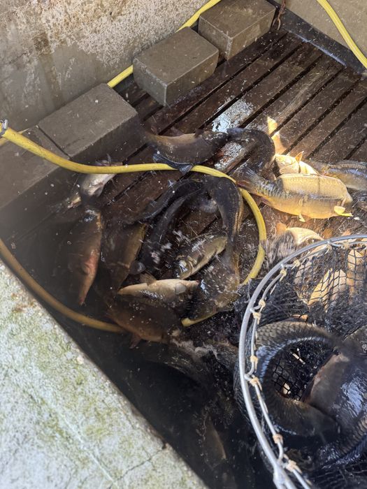 Karp hodowlany / handlowy Milicki 1-3 kg