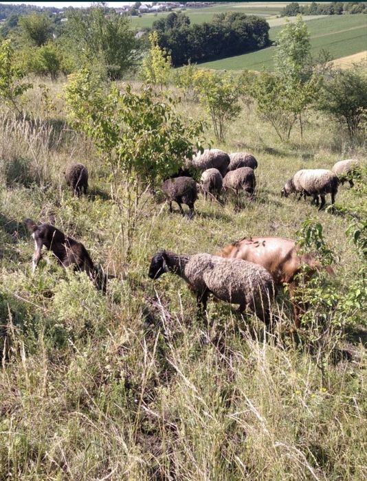 Продам вівці романівської породи