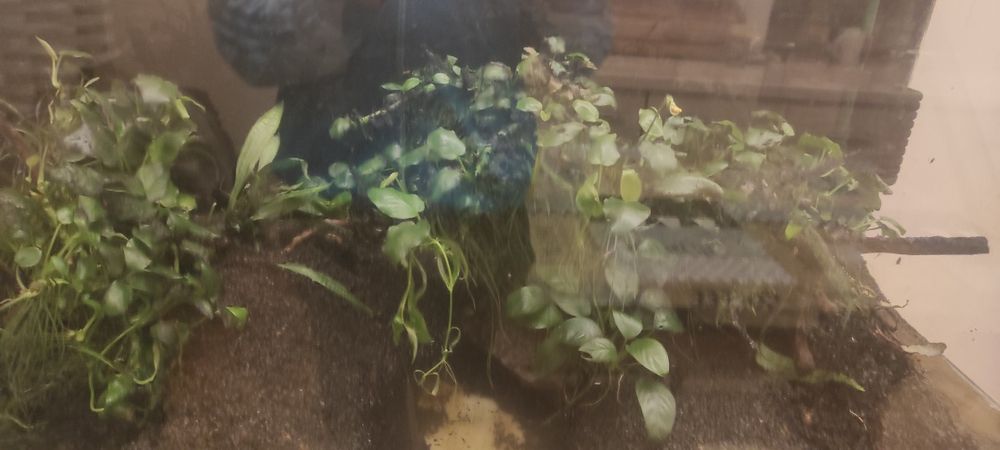 Korzenie z anubiasami 3sztuki