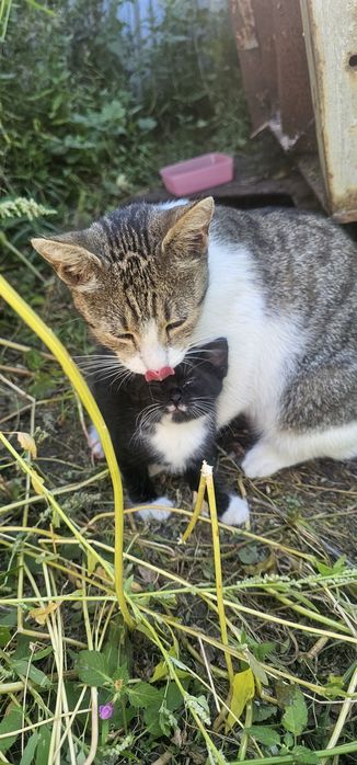 Kotka z kociętami do adopcji