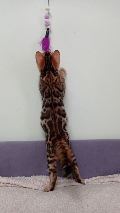 Бенгальські кошенята шоу класу