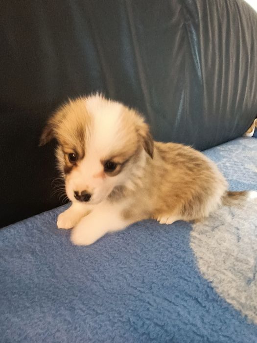 Welsh Corgi PEMBROKE 100% Suczka