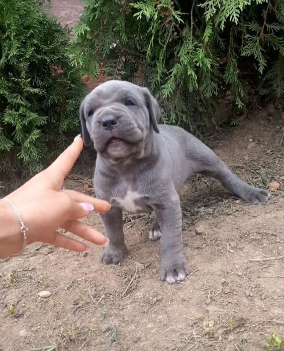 Голубі кане корси готові до переїзду