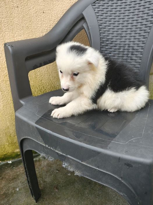 Border collie macho puro
