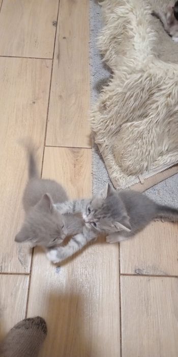 Віддам кошенят в хороші руки