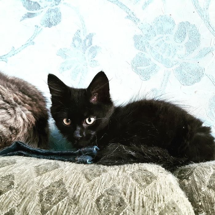 Подарую гарненьких кошенят