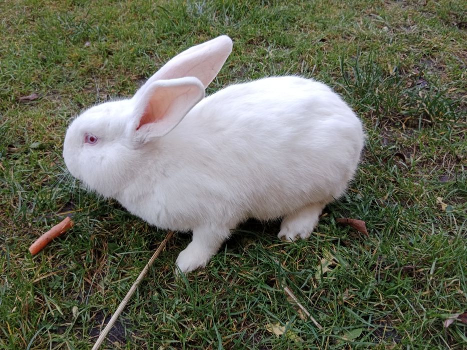 Samiec termondzki biały, termondy, termondzkie